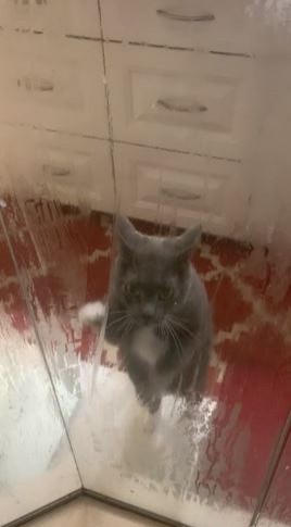 7. Nog een kat die zich zorgen maakt over haar mens in de douche