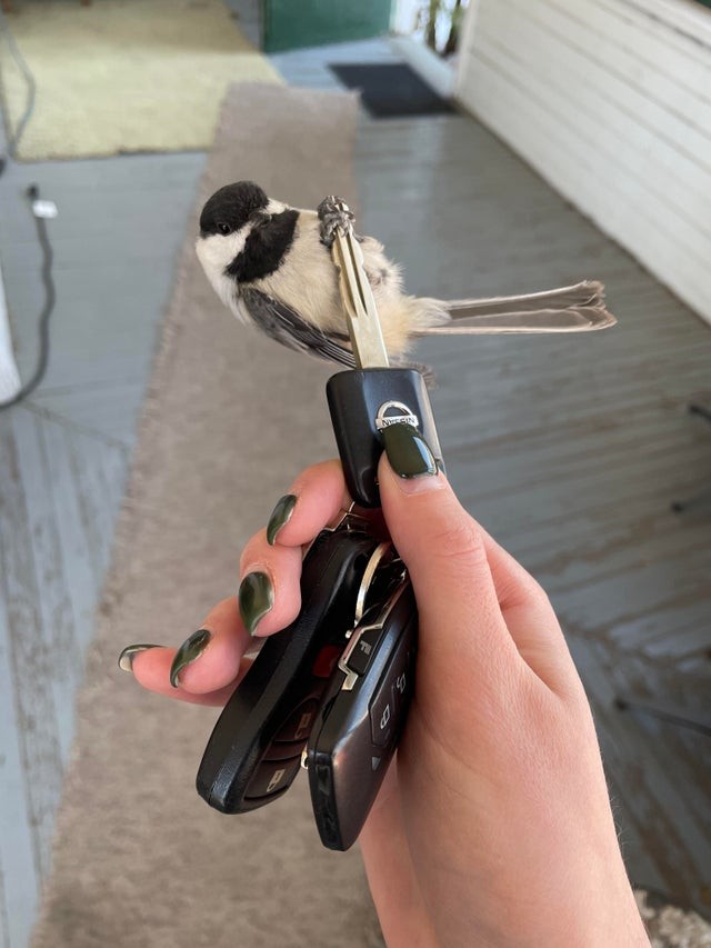 A beautiful bird landed on my hand: I immediately took a photograph!