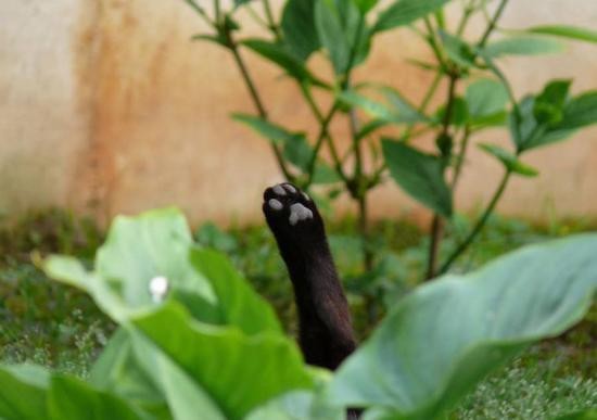 Ho scattato questa fotografia nel momento giusto: ecco la zampina dolcissima del mio gattone di casa!