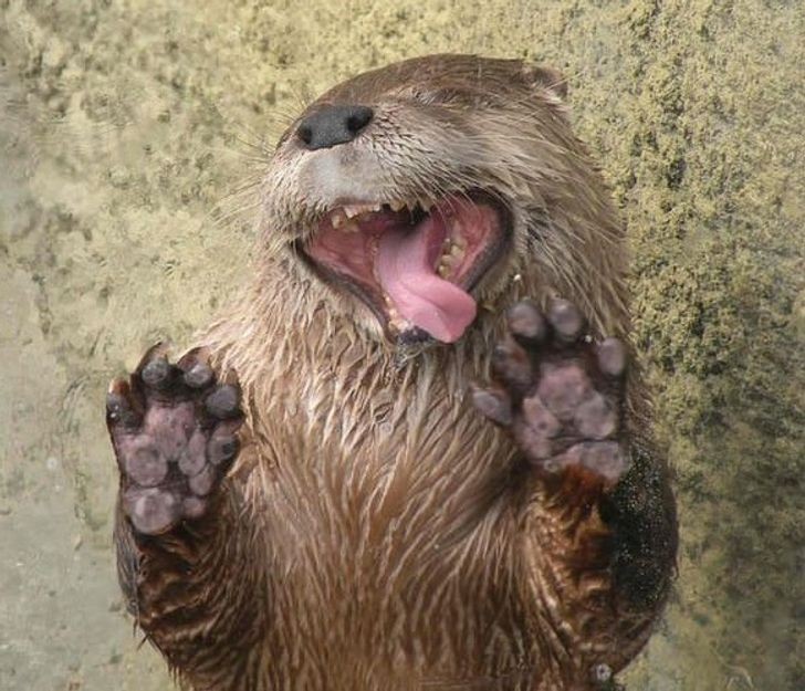 "Ok amigo, você me pegou em flagrante!"