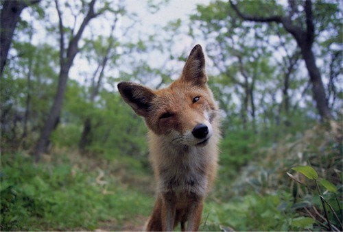 A very expressive fox...