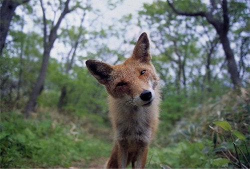 Ein sehr, sehr ausdrucksstarker Fuchs....