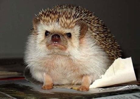 A rather grumpy hedgehog!