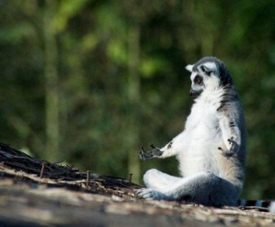 En lemur som ser ut att meditera!