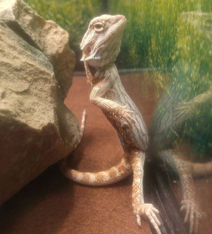 This could be a skilful Photoshop edit, but look how much attitude this lizard has!