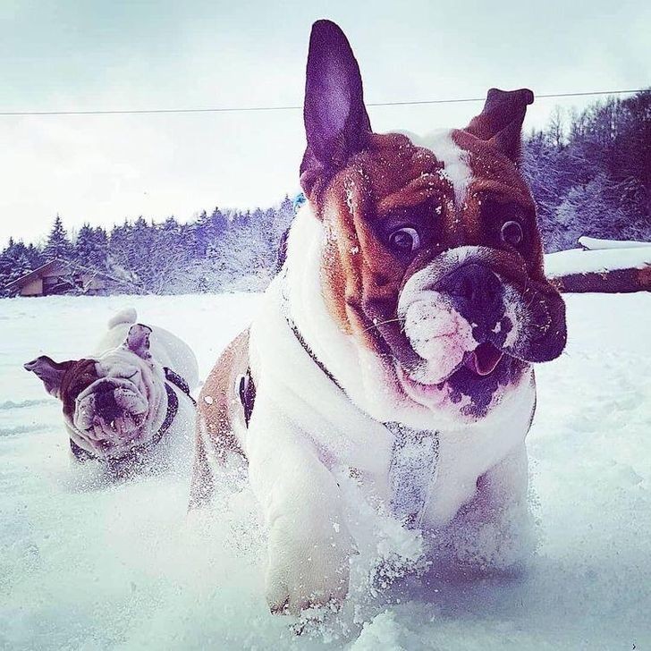 When two dogs chase each other in the snow .... their crazy are hilarious