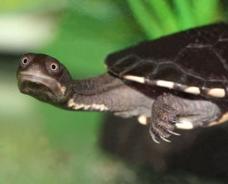 Qu'est-ce que cette mignonne tortue semble être sur le point de dire ?