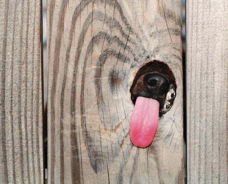 What does this dog want to tell us from the other side of the fence?