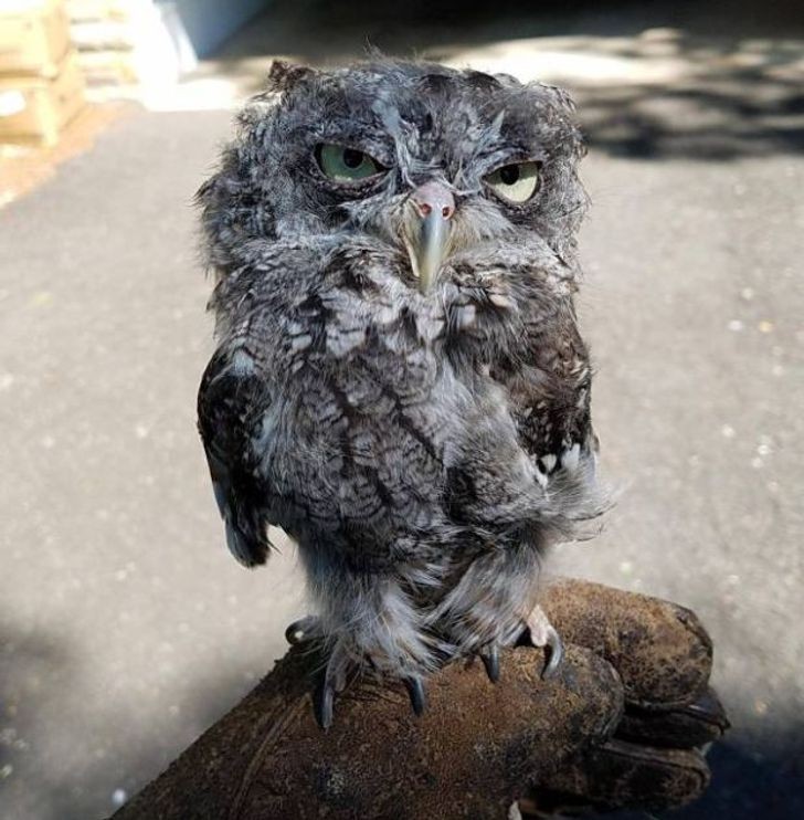 A very, very bored owl!