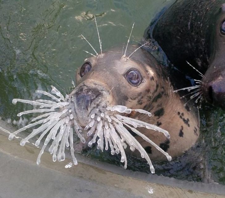 A esta foca le gusta...¡el hielo!