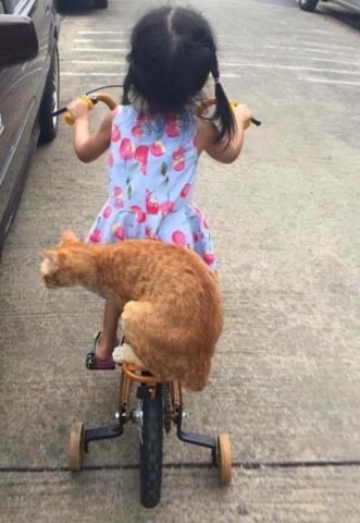 What if we wanted to take our cat for a ride with us?