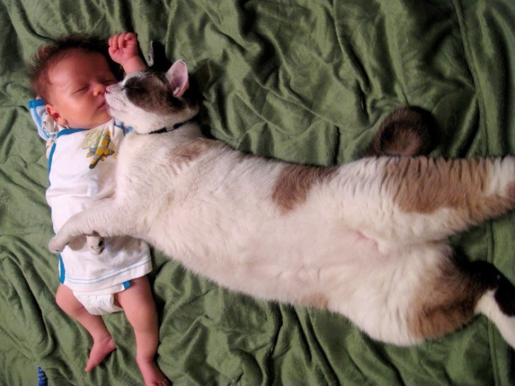 ¡No hay nada más hermoso y tierno que una amistad entre gato y el pequeño recién llegado a casa!