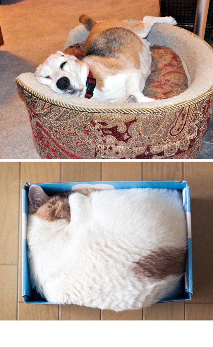 4. Il gatto preferirà sempre una bella scatola di cartone alla cuccia reale...