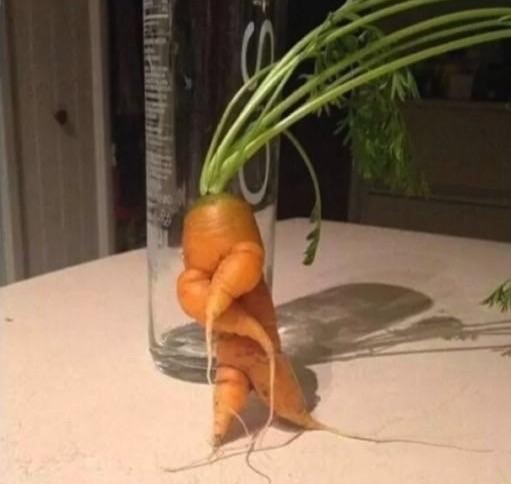 13. Une carotte qui danse.