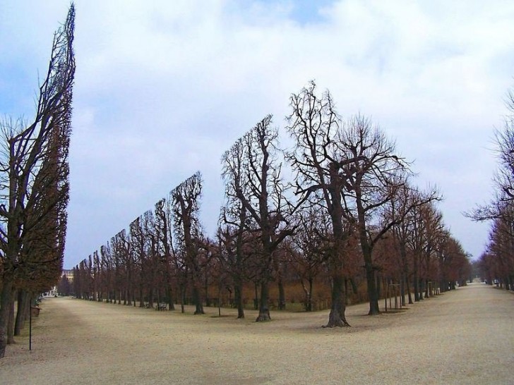 Guardate attentamente questi alberi in un parco austriaco...