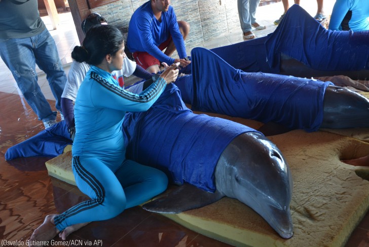 4. Ces dauphins viennent d'être sauvés.