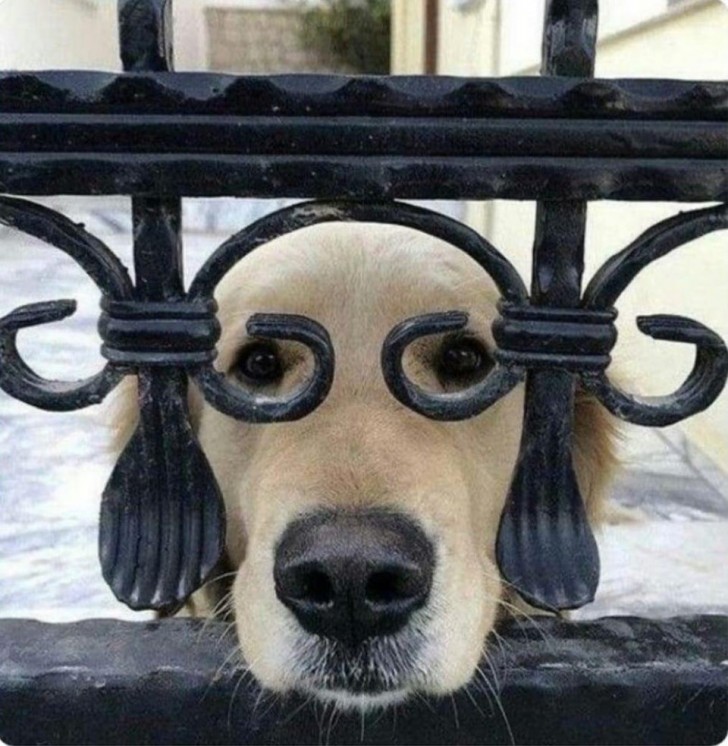 Un cane? Non sono un cane!