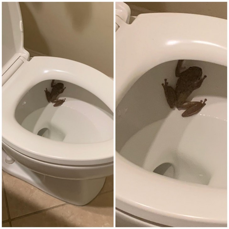 Oui, j'ai une grenouille dans la maison. ....