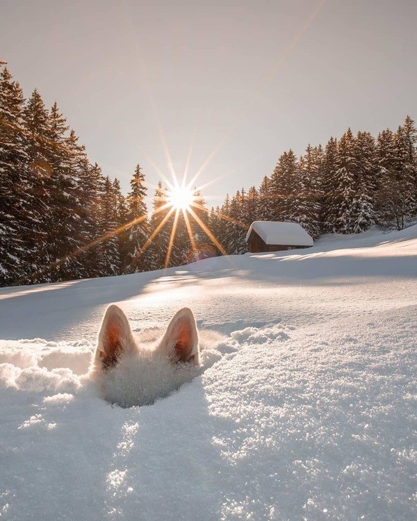 ¿Notan también ustedes esas orejas que se destacan sobre la capa de la nieve?