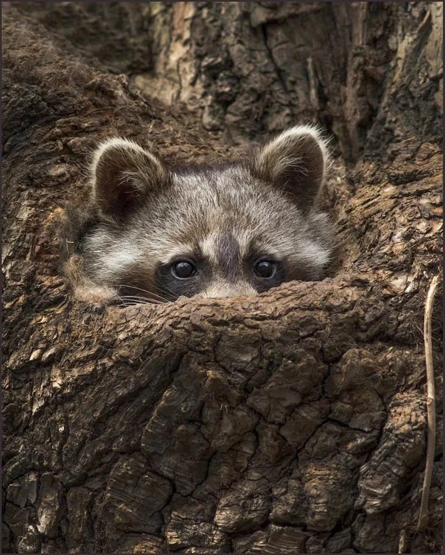 Coucou, regardez quelle surprise il y a dans l'écorce de cet arbre !