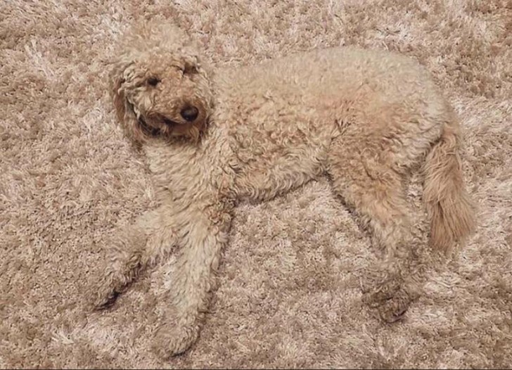 Un chien très malin...