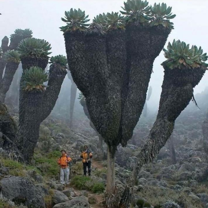 Por una vez, las plantas son más grandes que los seres humanos...