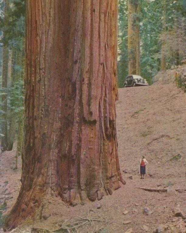 A woman beside a giant sequoia