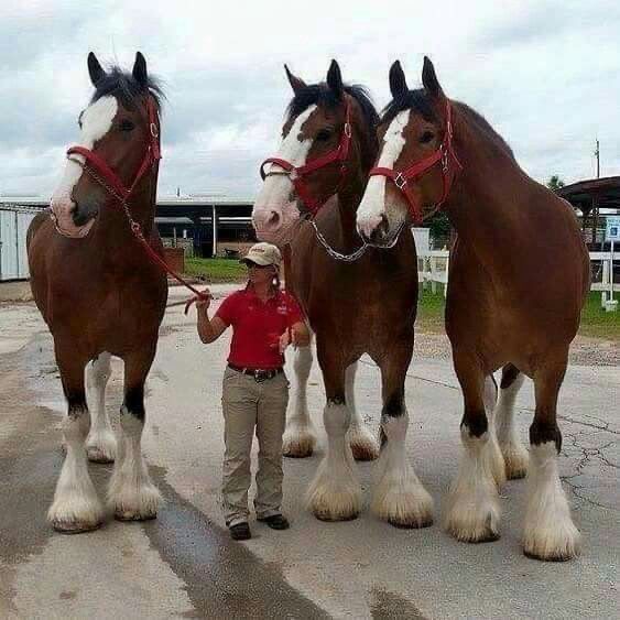 Visste du att det finns en mycket stor hästras som heter Clydesdale?