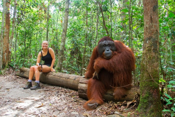 Altijd al benieuwd geweest naar de gemiddelde grootte van een orang-oetan?