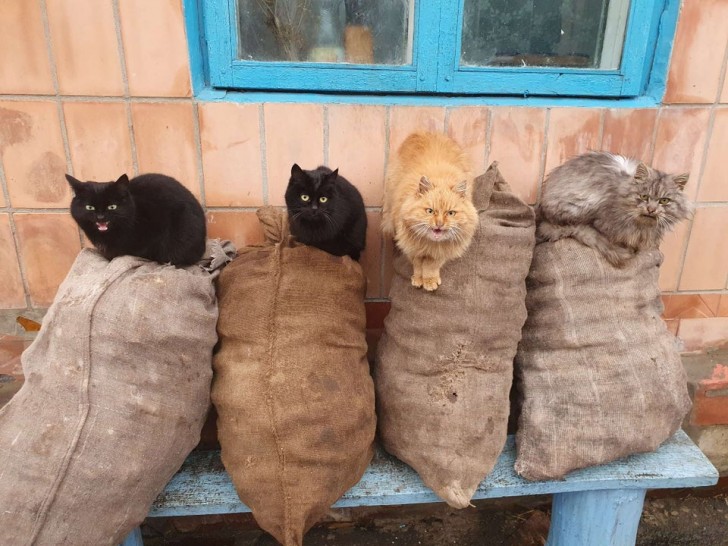 Gatos que protegen la cosecha de la aldea...