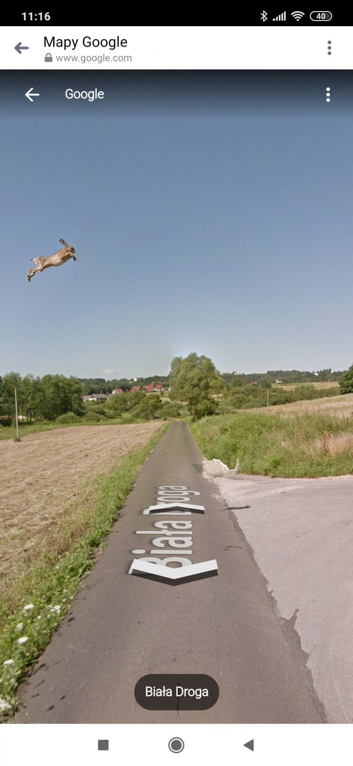 What were the chances of a hare being captured by a Google Street View screen?