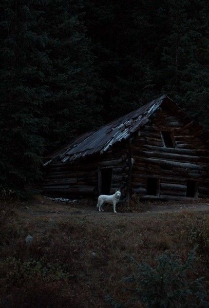 Immaginate di camminare di notte nel bosco e di ritrovarvi davanti un lupo bianco che vi fissa intensamente da lontano...