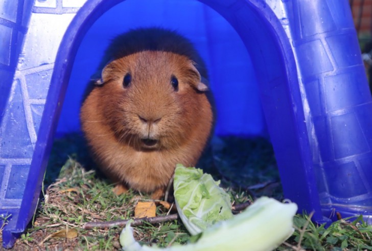 A guinea pig with a surprised expression!