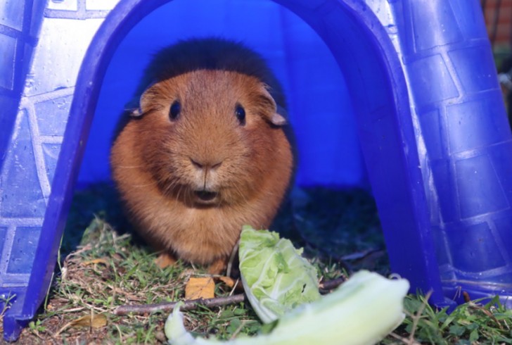 Een cavia met een verbaasde blik!