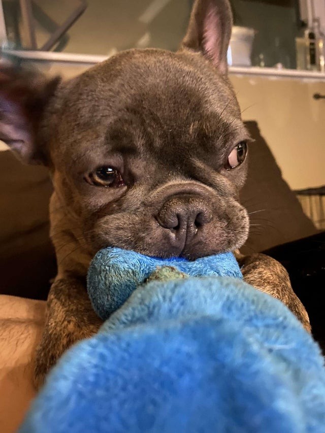 Ce n'est pas une peluche mais seulement mon chien préféré...