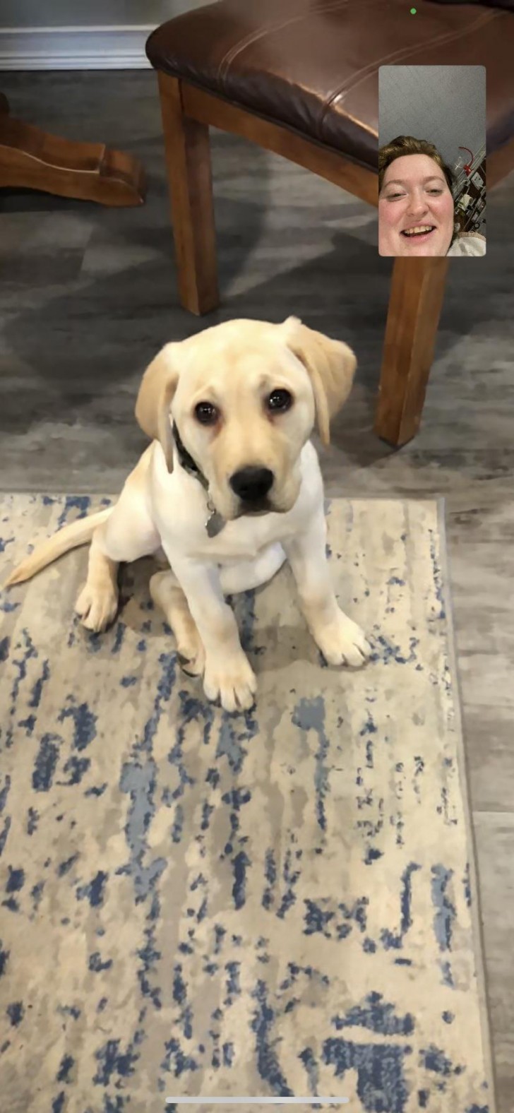 Videogesprek tussen menselijke moeder en haar nieuwe puppy...