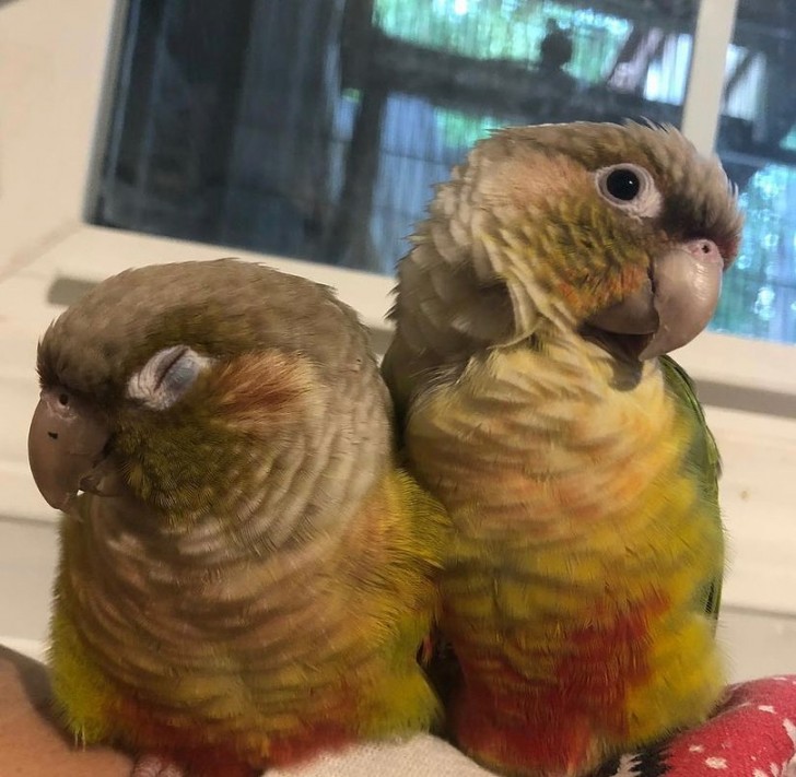 Connaissez-vous les Conures à joues vertes ?