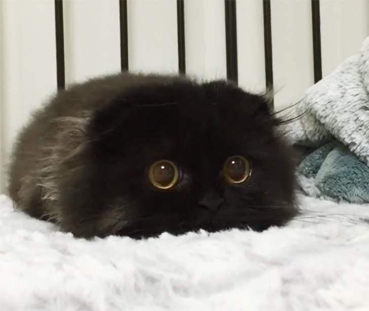 ¿Según ustedes este gatito es de verdad o simplemente un peluche creado como arte?