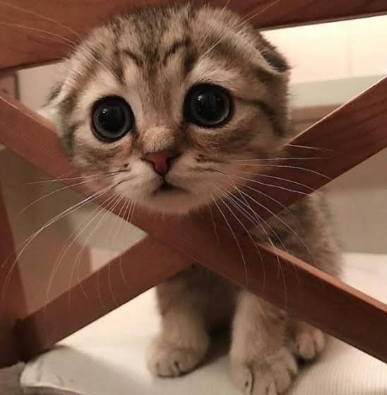 Un chaton trop beau et trop tendre pour être réel !