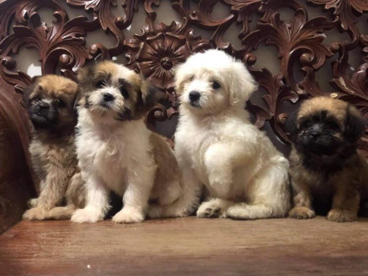 Pas un, mais quatre chiots pour vous !