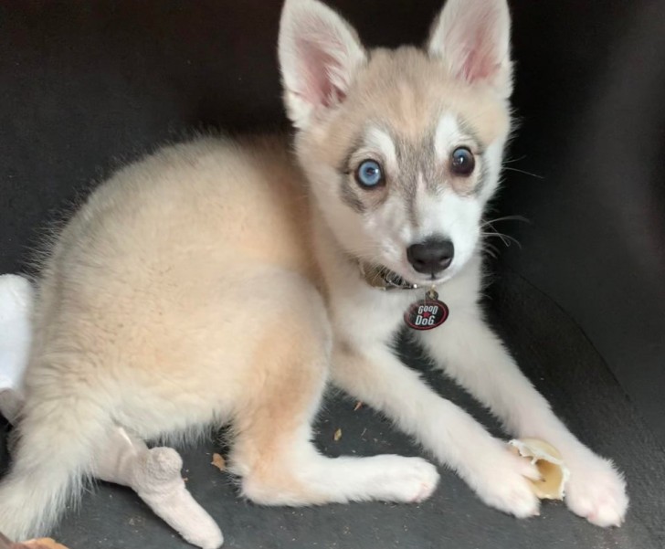 A puppy of rare beauty, with two eyes of different colors...