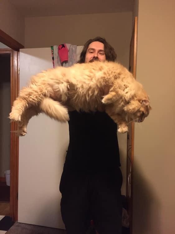 Quel effort pour tenir un chat si grand et si lourd !

