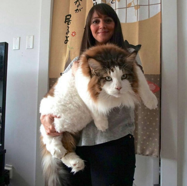 Un gato de un tamaño realmente voluminoso...