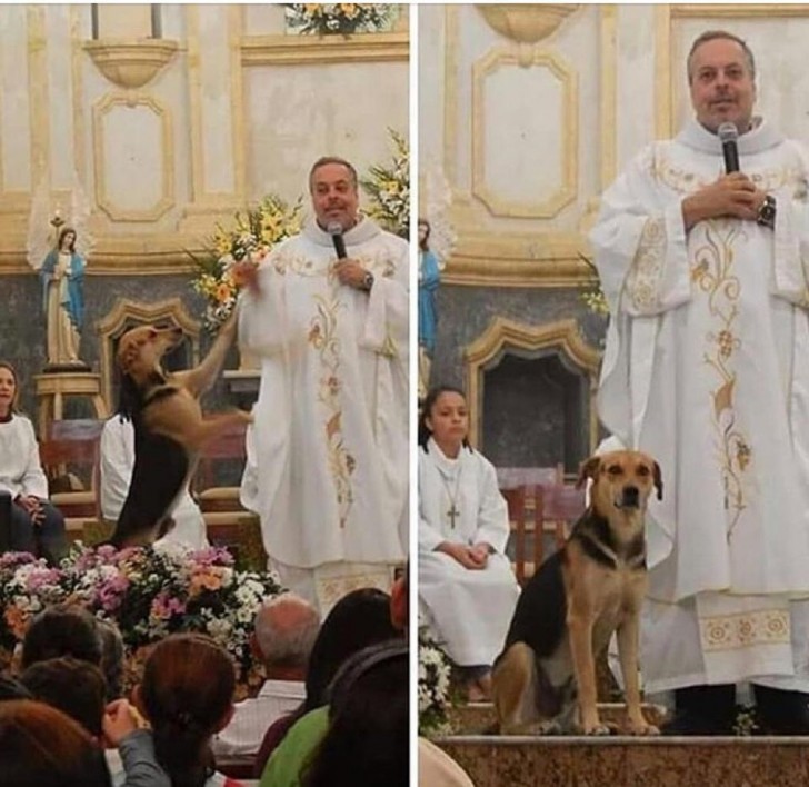 13. Un prêtre qui recueille des chiens errants et les amène à l'église pour qu'ils aient plus de chances d'être adoptés.