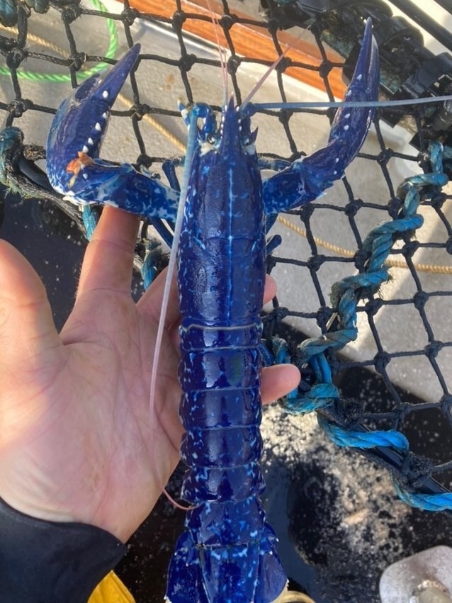 National Lobster Hatchery/Facebook