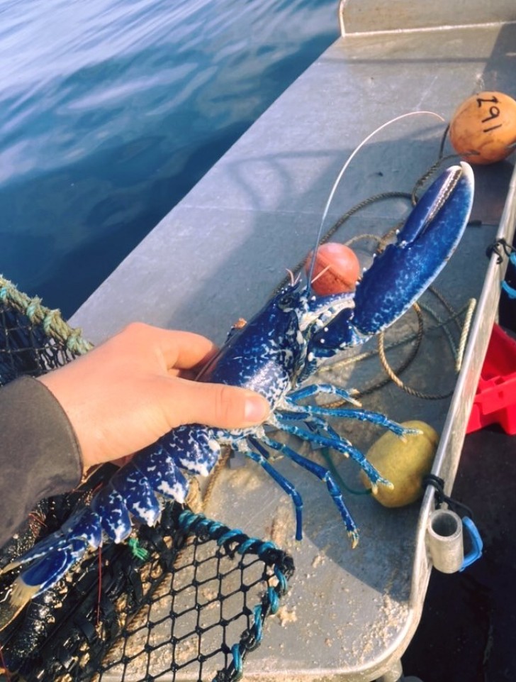 National Lobster Hatchery/Facebook