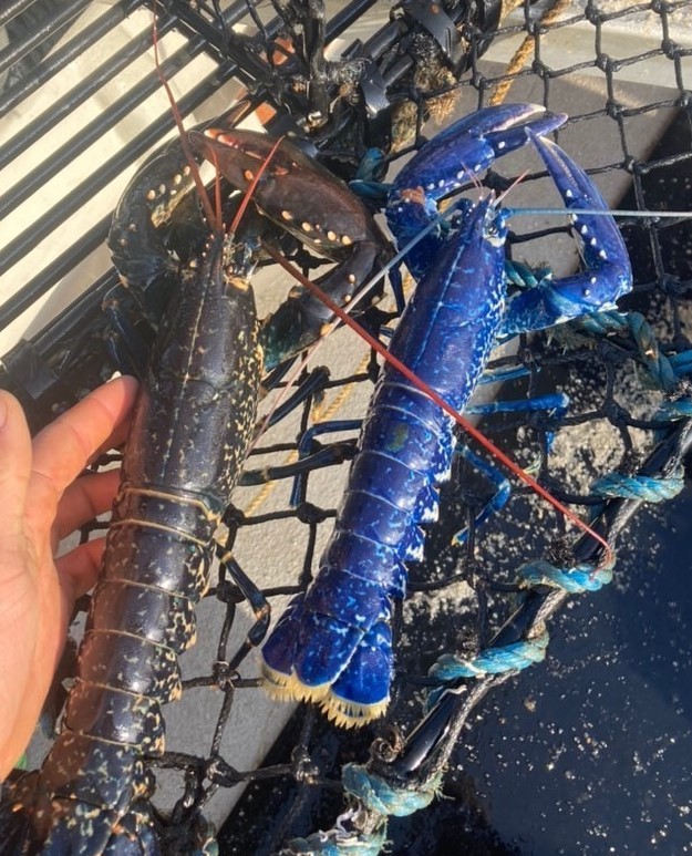 National Lobster Hatchery/Facebook