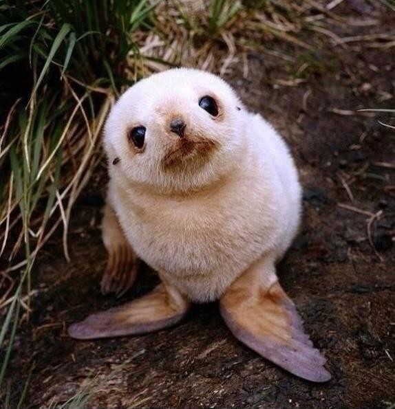 ¡Aquí para ustedes un cachorro de foca!