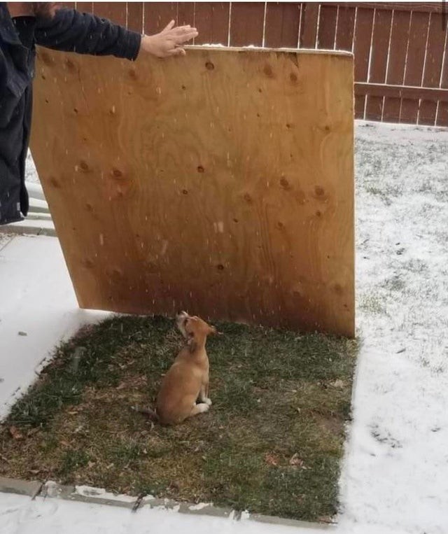 Dieser süße Hundewelpe mag Schnee überhaupt nicht ...