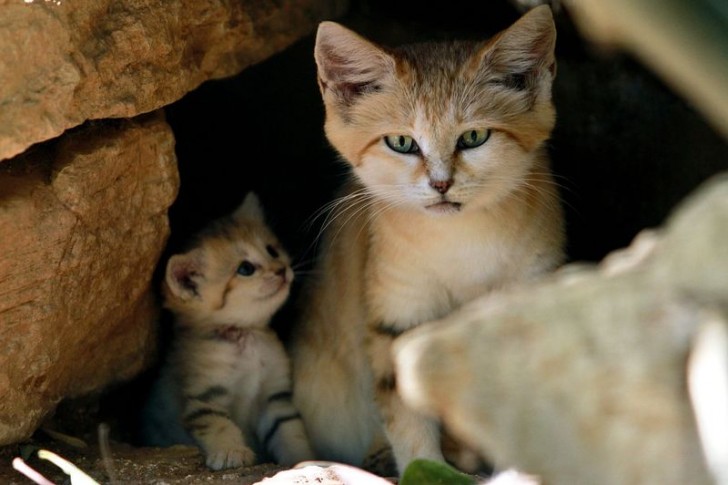 De manier waarop het kitten naar zijn moeder kijkt, is voorbeeldig!